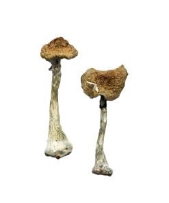 A+ Magic Mushrooms - Image 4