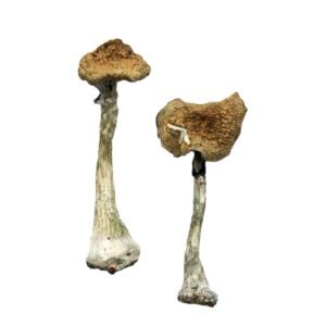 Alternative view of A+ Magic Mushrooms
