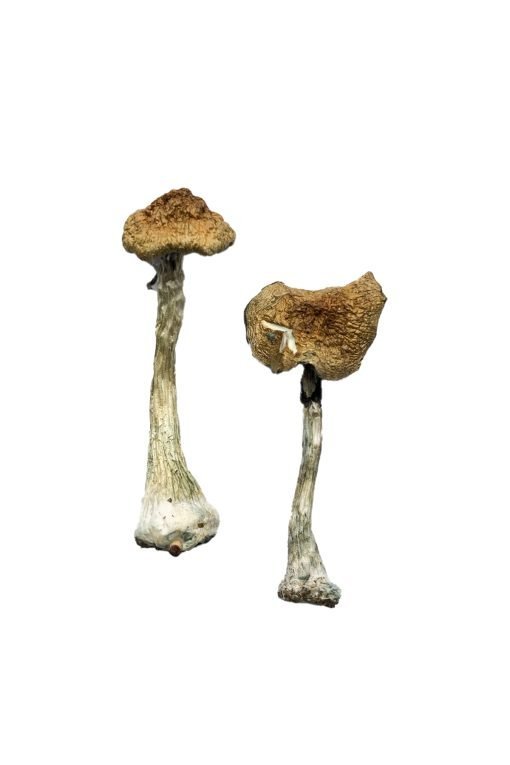 A+ Magic Mushrooms - Image 3
