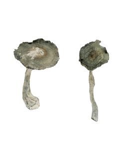 APEX Magic Mushrooms - Image 4