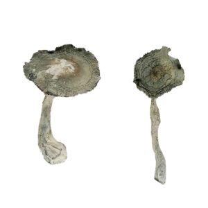 Alternative view of APEX Magic Mushrooms