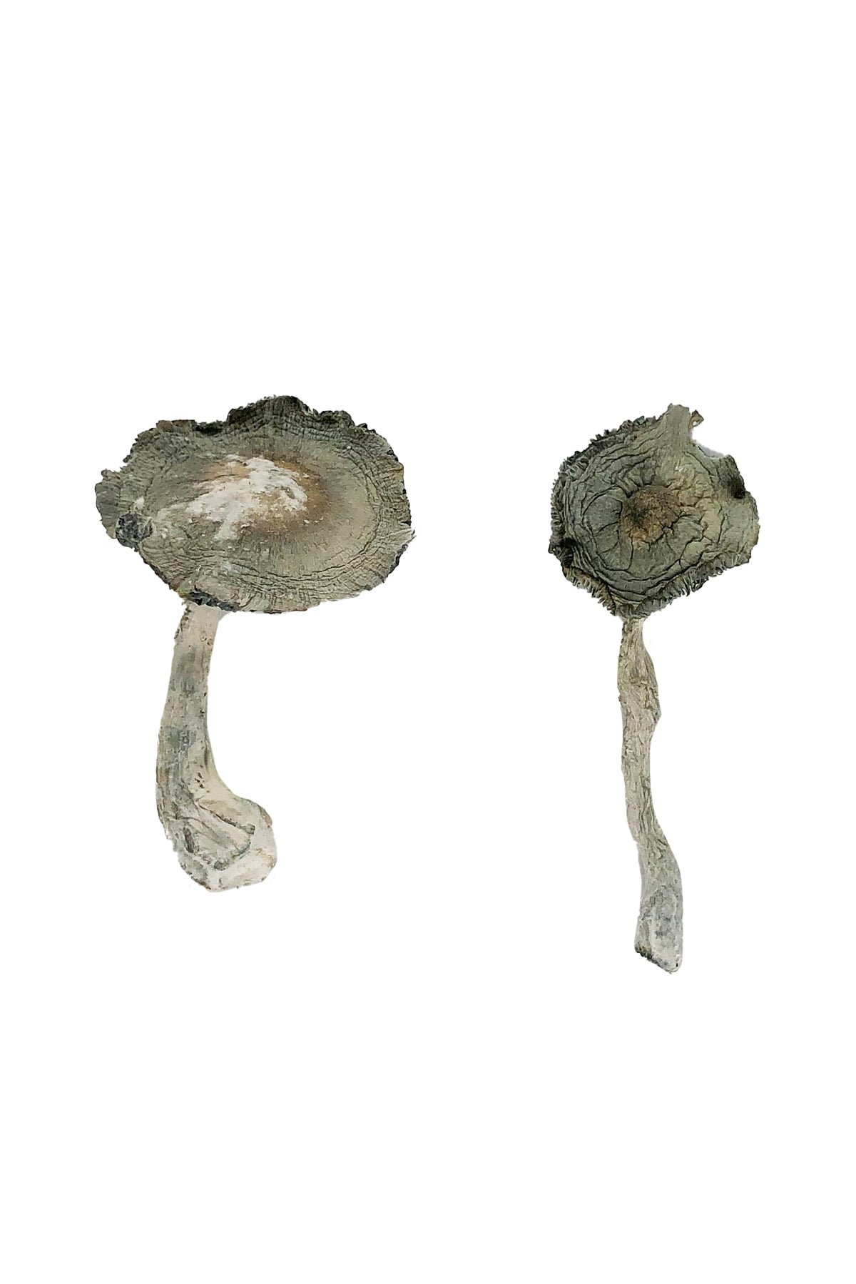 APEX Magic Mushrooms - Image 2