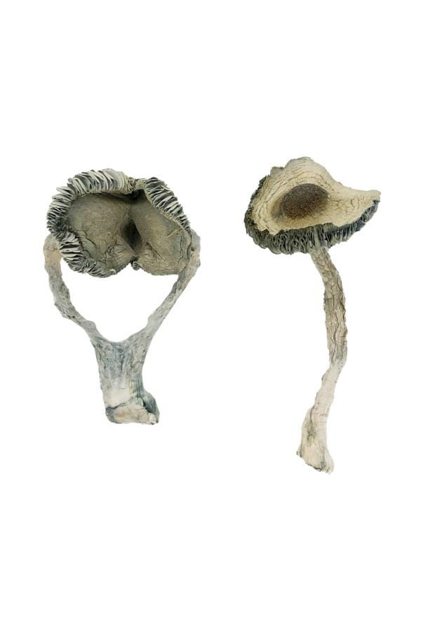 APEX Magic Mushrooms - Image 3