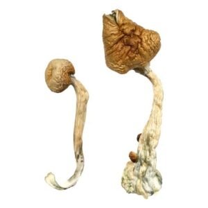 Alternative view of African Transkei Magic Mushrooms