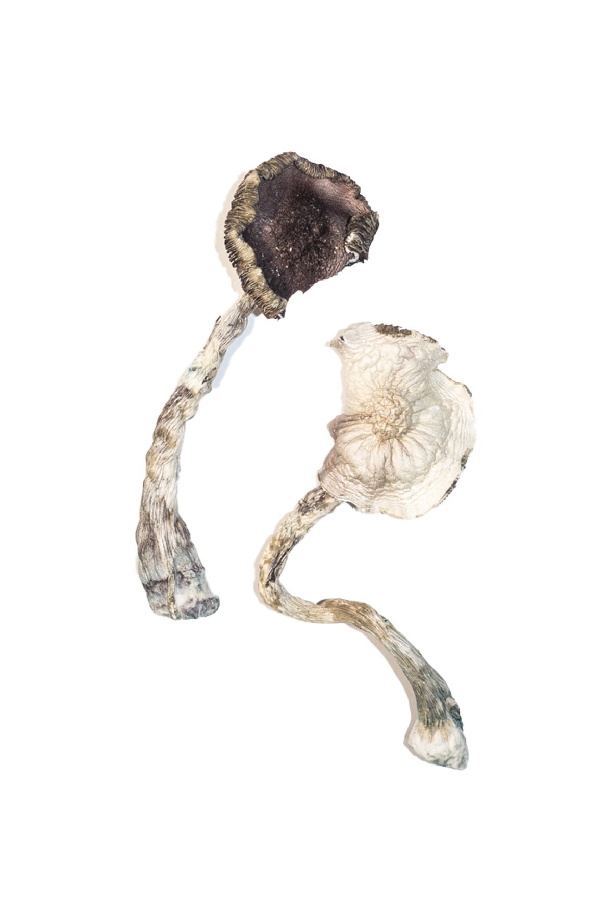 Albino A+ Magic Mushrooms - Image 5