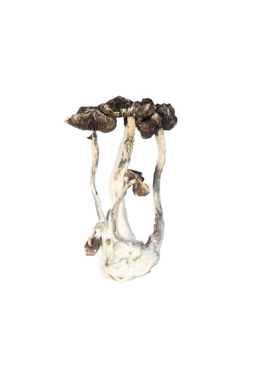 Albino A+ Magic Mushrooms - Image 4