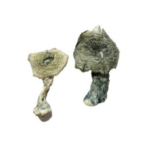 Alternative view of Albino Cambodians Magic Mushrooms