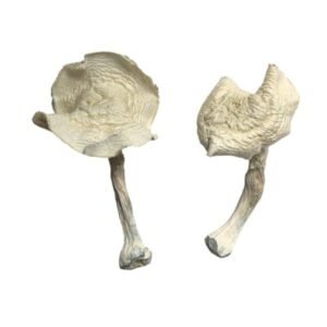 Alternative view of Albino Louisiana Magic Mushrooms