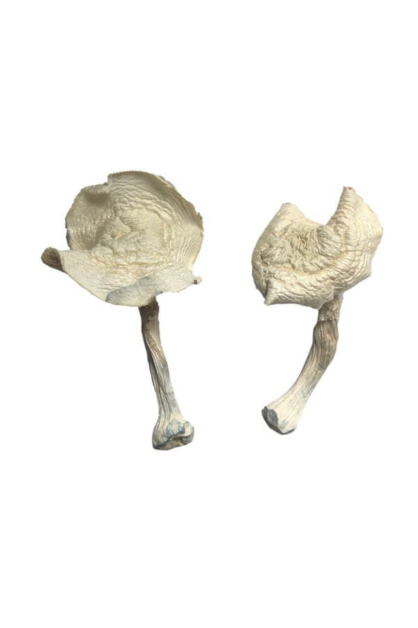 Albino Louisiana Magic Mushrooms - Image 2