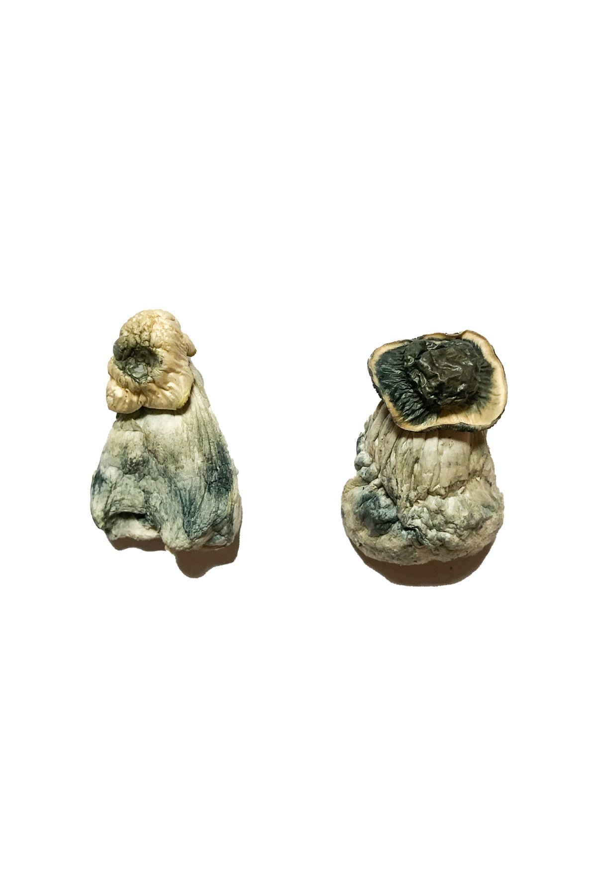 Albino Penis Envy Magic Mushrooms - Image 3