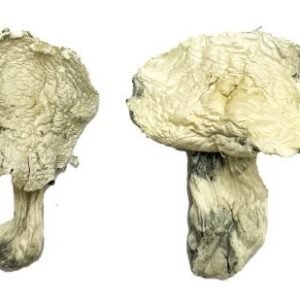Alternative view of Albino Zilla Magic Mushrooms