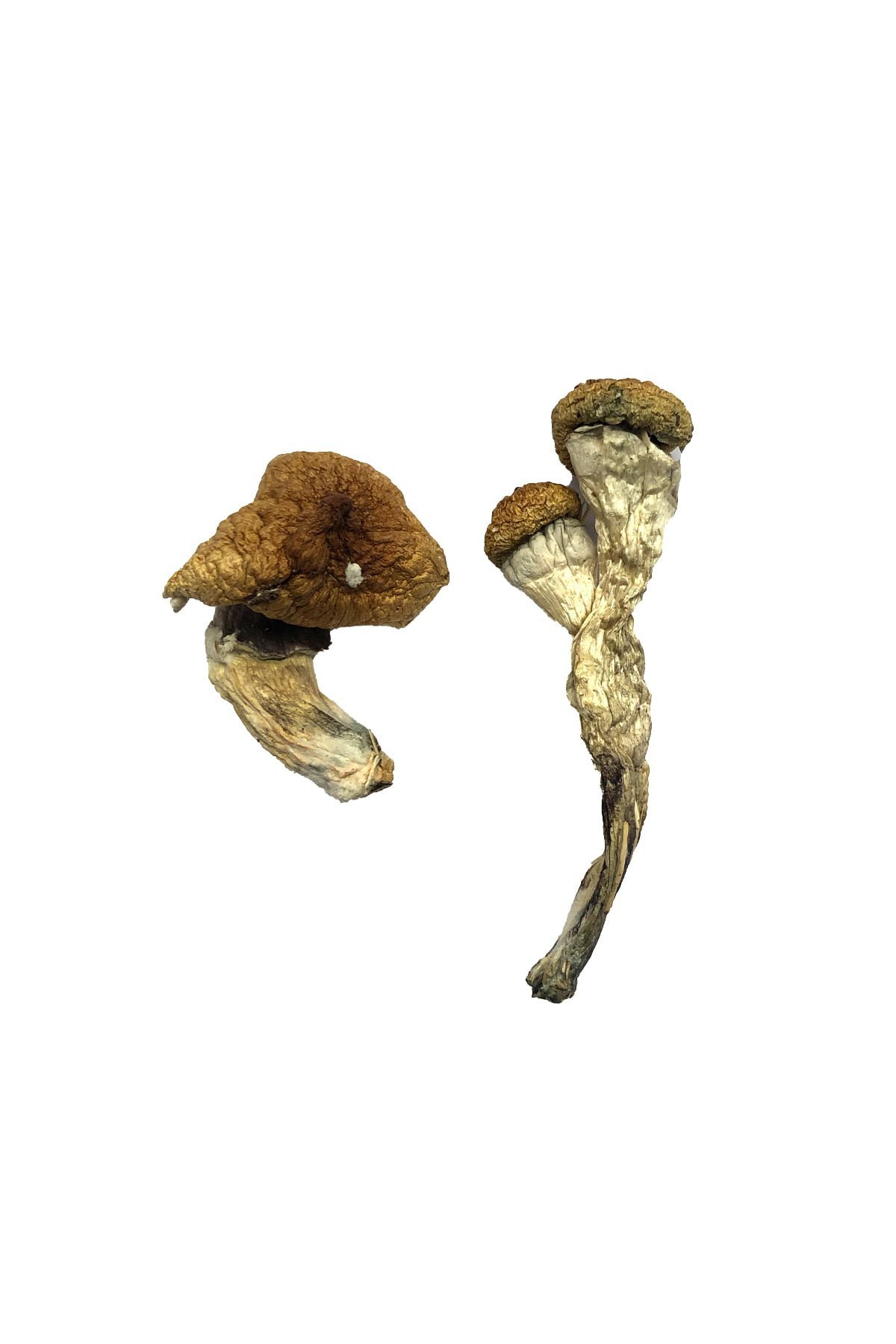 Amazonian Magic Mushrooms - Image 3