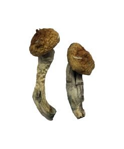 Amazonian Magic Mushrooms - Image 4