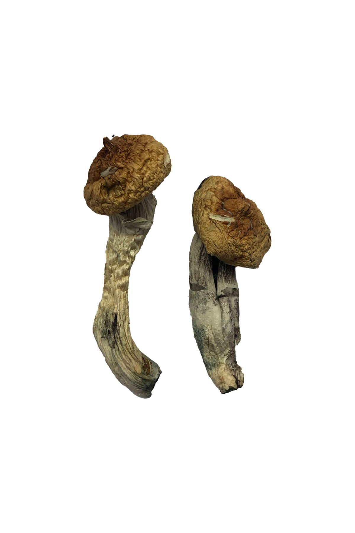 Amazonian Magic Mushrooms - Image 2