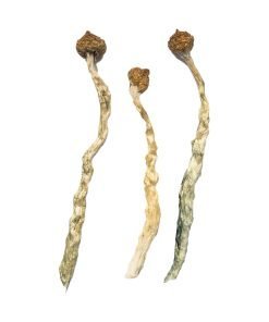 Arenal Volcano Magic Mushrooms - Image 4