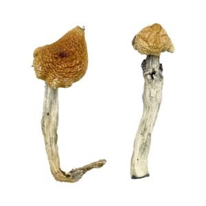 Alternative view of Aztec God Magic Mushrooms