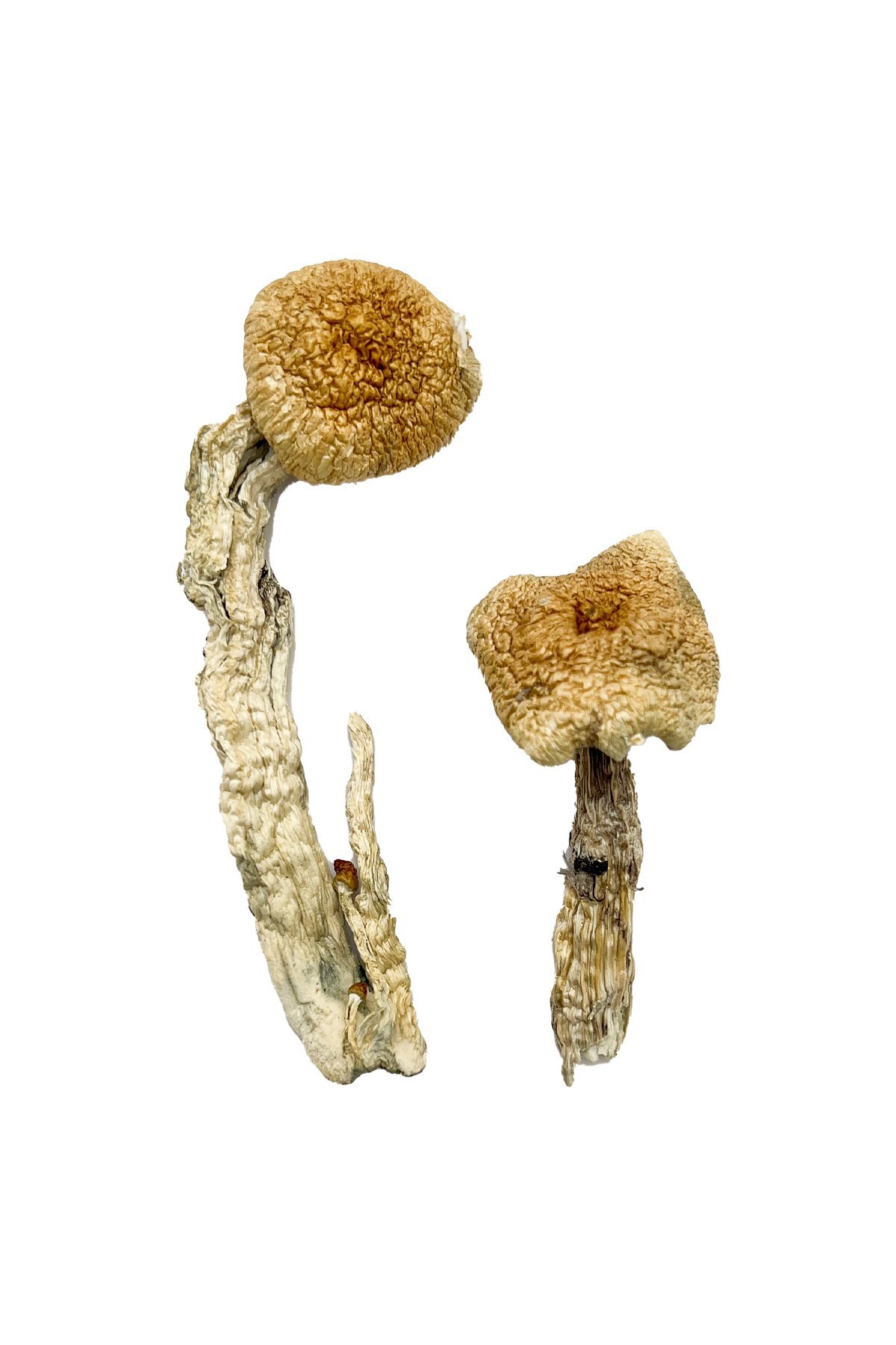 Aztec God Magic Mushrooms - Image 3