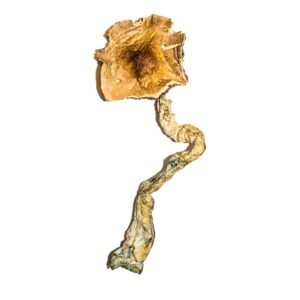 Alternative view of B+ Magic Mushrooms