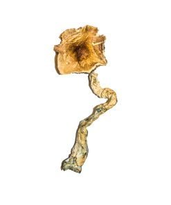 B+ Magic Mushrooms - Image 4