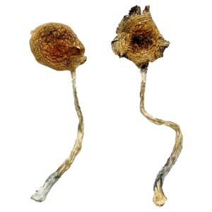 Alternative view of Ban Thurian Magic Mushrooms