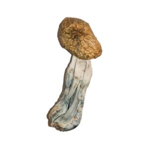 Alternative view of Big Mex Magic Mushrooms