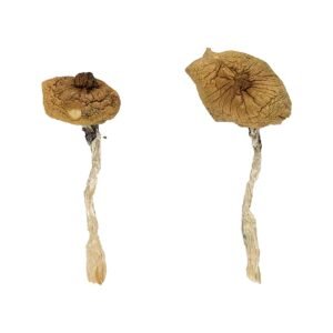 Alternative view of Blue Magnolia Rust Magic Mushrooms