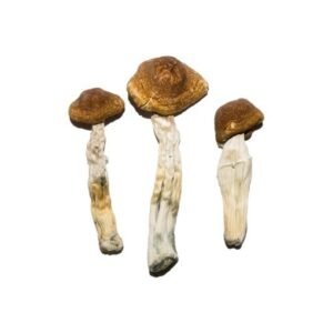 Alternative view of Brazilian Magic Mushrooms