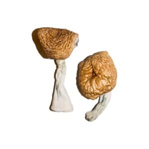 Alternative view of Burmese Magic Mushrooms