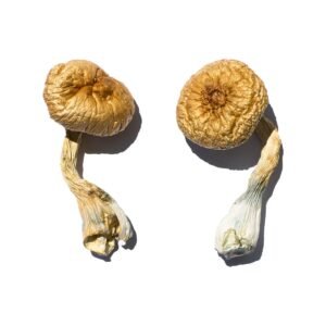 Alternative view of Cambodian Gold Magic Mushrooms