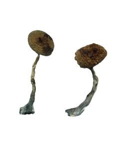 Alternative view of Costa Rican Magic Mushrooms