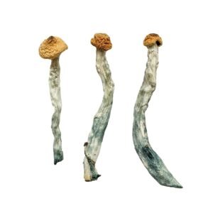 Alternative view of Creeper Magic Mushrooms