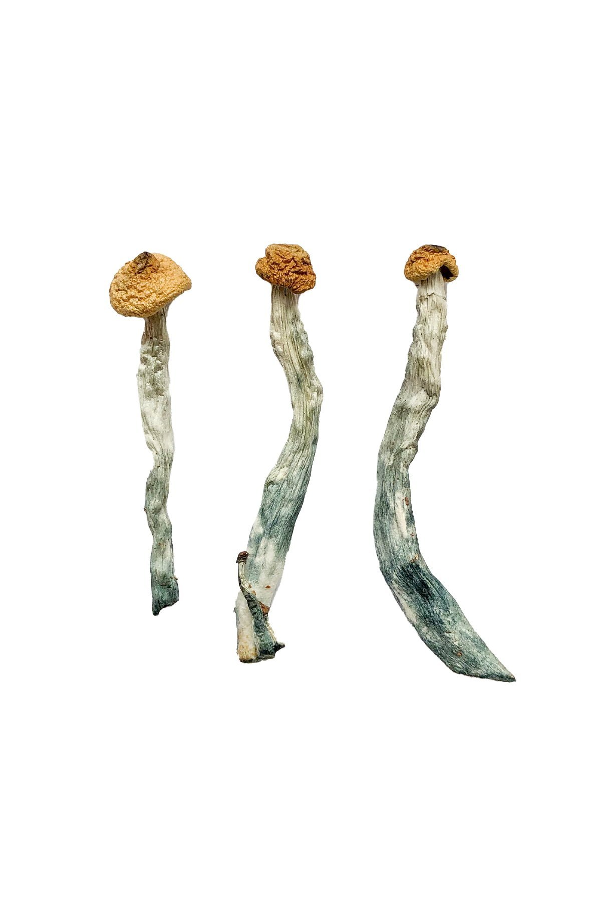 Creeper Magic Mushrooms - Image 2