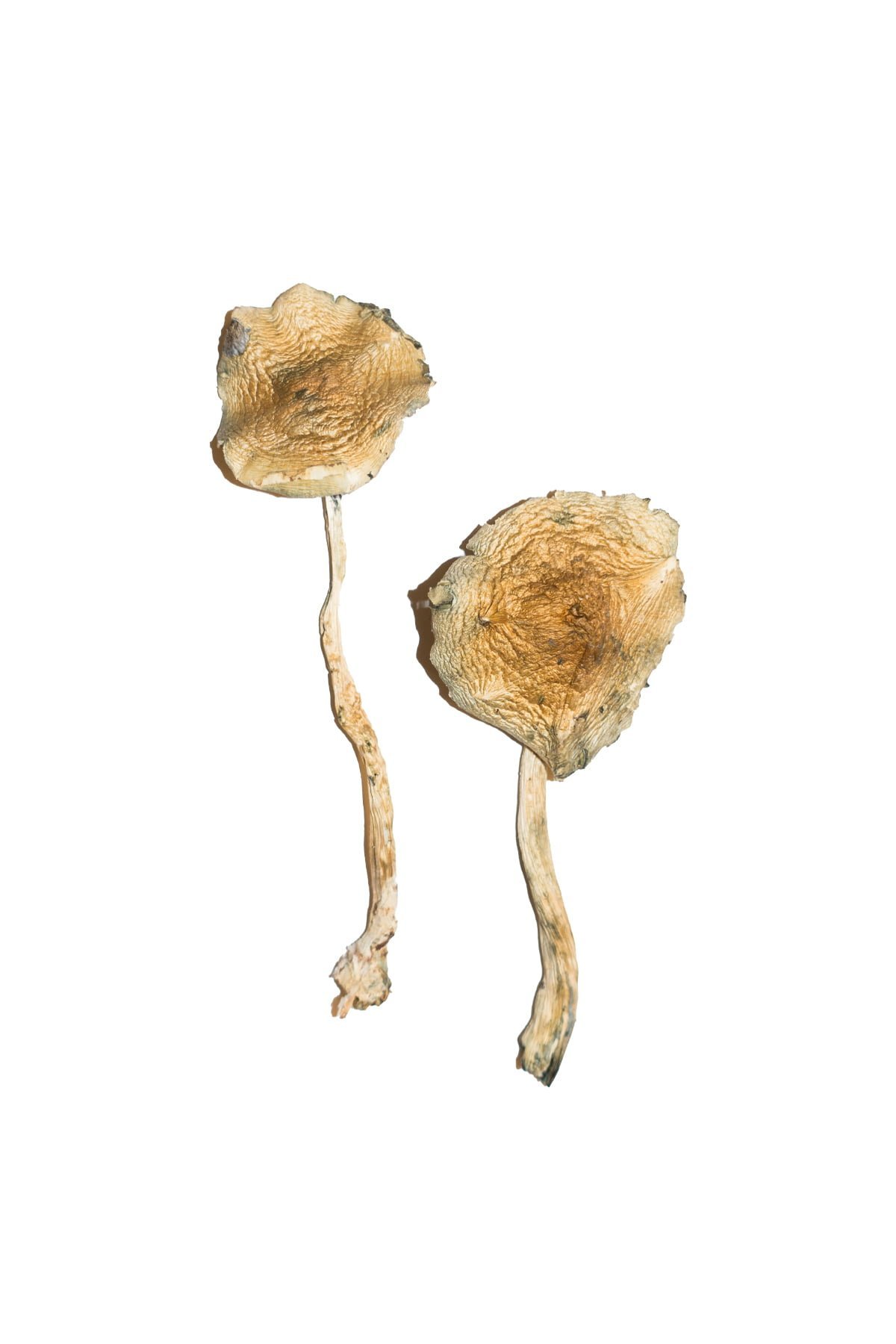 Cuban Magic Mushrooms - Image 4