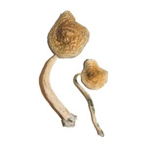 Alternative view of Cuban Magic Mushrooms