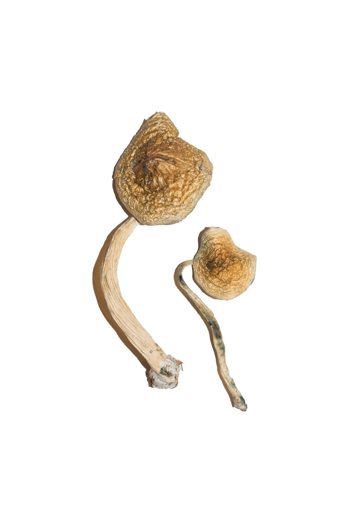 Cuban Magic Mushrooms - Image 3