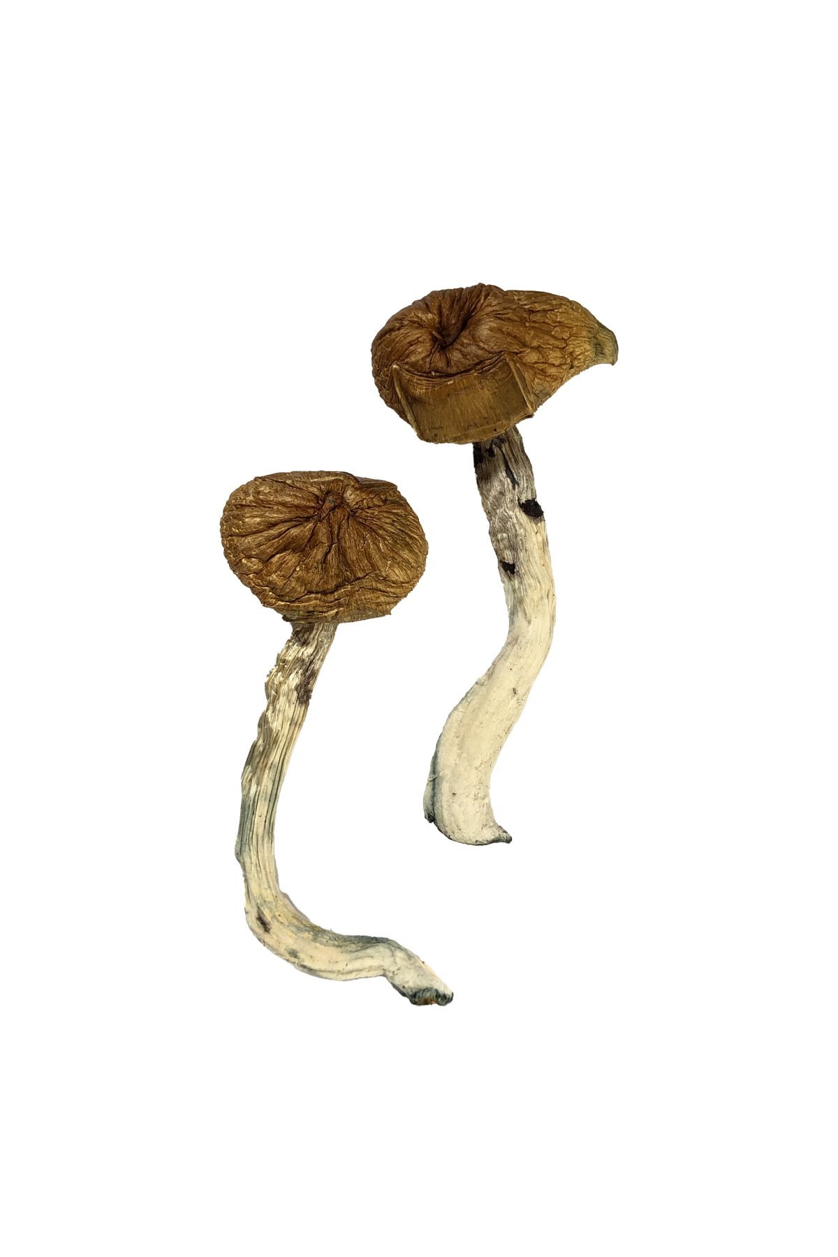 Dancing Tiger Magic Mushrooms - Image 4