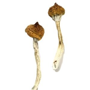 Alternative view of Dancing Tiger Magic Mushrooms