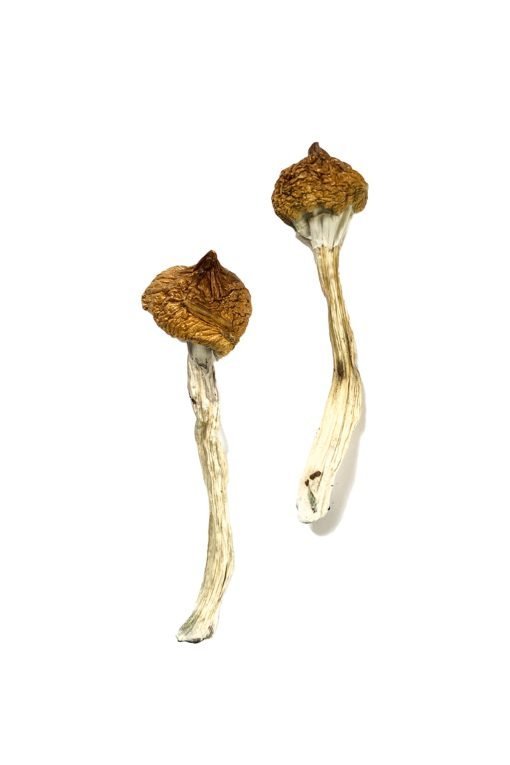 Dancing Tiger Magic Mushrooms - Image 3