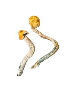 Alternative view of Ecuadorian Magic Mushrooms