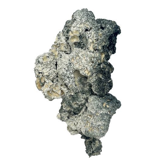 Enigma Magic Mushrooms - Image 3