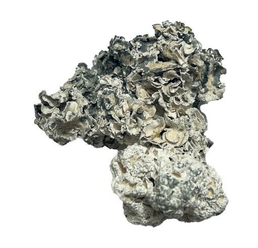 Enigma Magic Mushrooms - Image 4