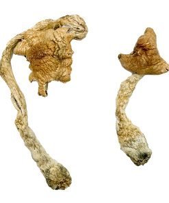 Alternative view of Entheogen Explosion Magic Mushrooms