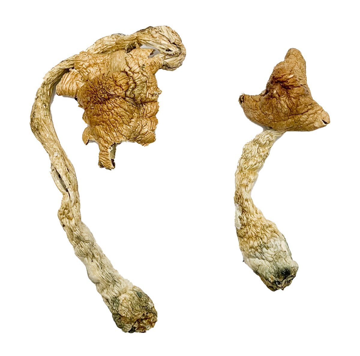 Entheogen Explosion Magic Mushrooms - Image 4