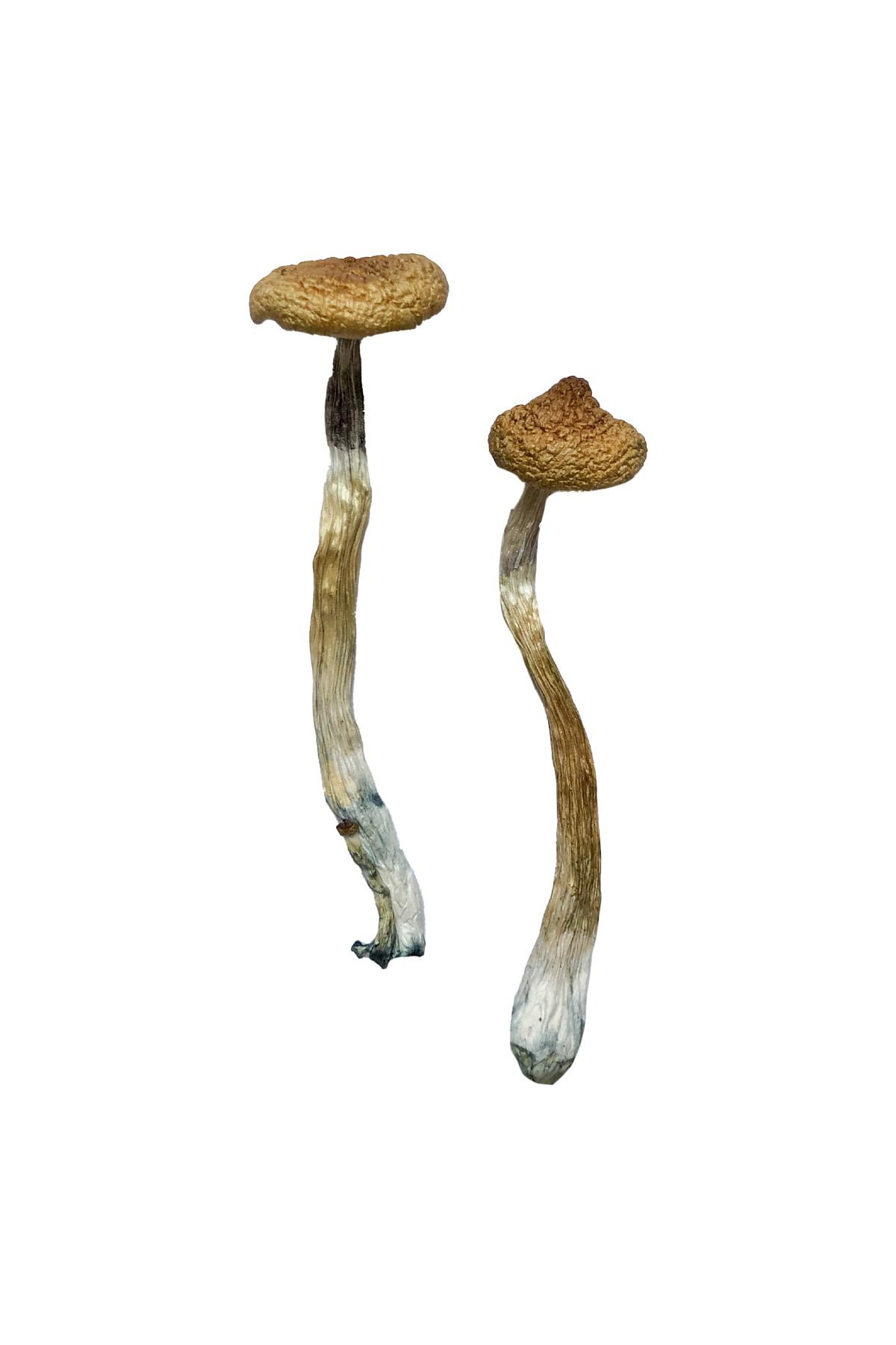 Escondido Magic Mushrooms - Image 4