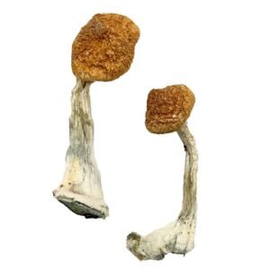 Ghelga Magic Mushrooms