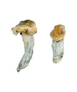 Alternative view of Gold-Member Magic Mushrooms