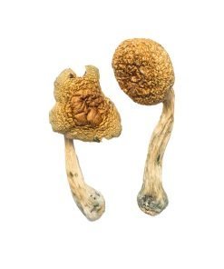 Alternative view of Golden Mammoth Magic Mushrooms