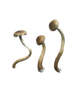 Golden Teacher Special Magic Mushrooms - Image 4