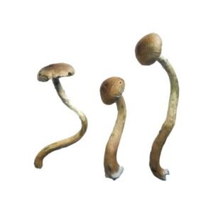 Alternative view of Golden Teacher Special Magic Mushrooms
