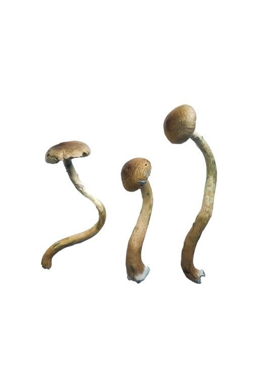 Golden Teacher Special Magic Mushrooms - Image 2
